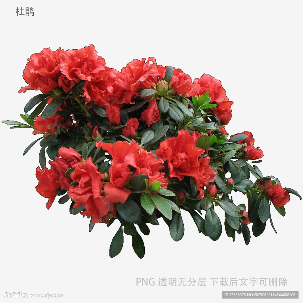 鲜艳盛开的红色杜鹃花