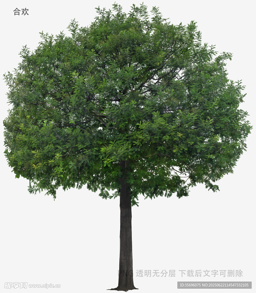 单棵茂盛绿树