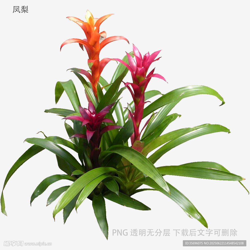 植物
