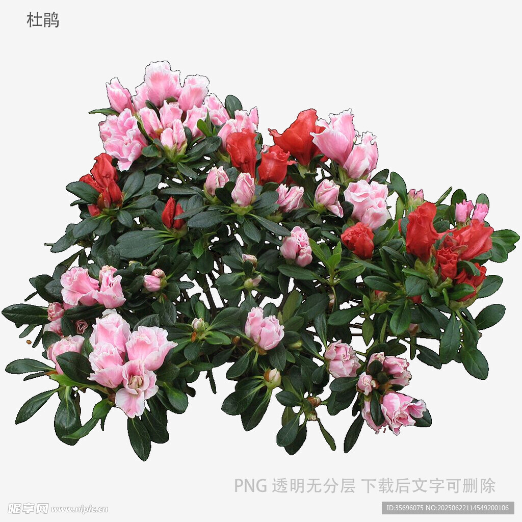 多彩杜鹃花绽放