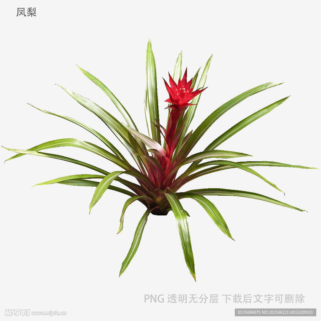 红色凤梨植物特写