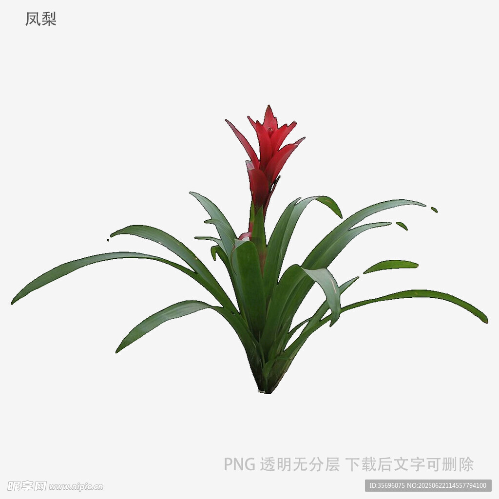 红色凤梨花植物特写