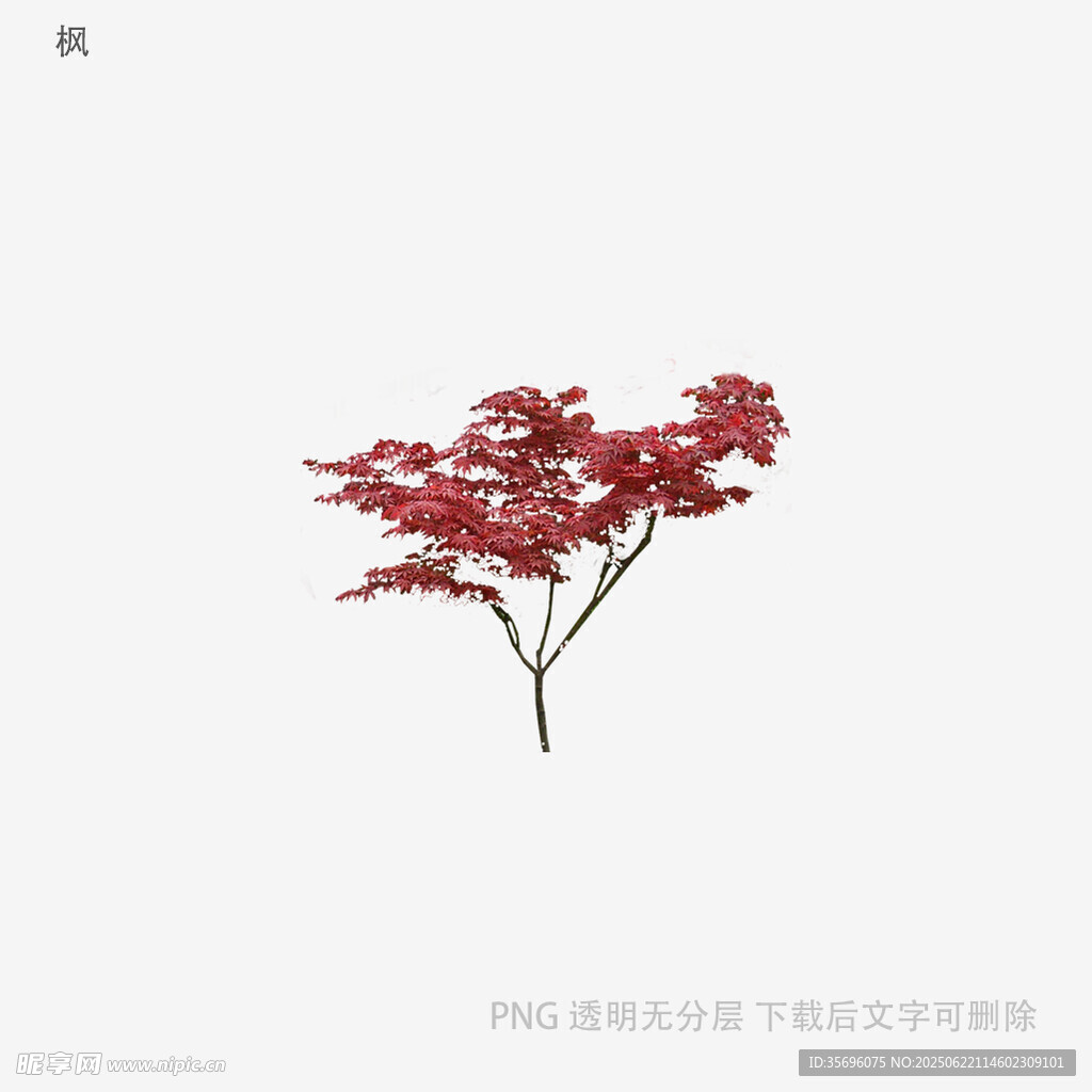 红色枫叶植物特写