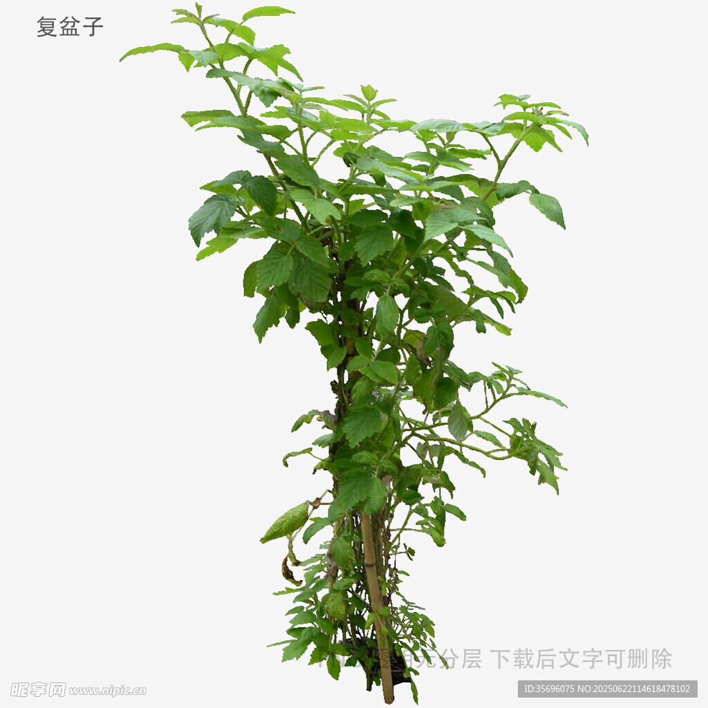 植物