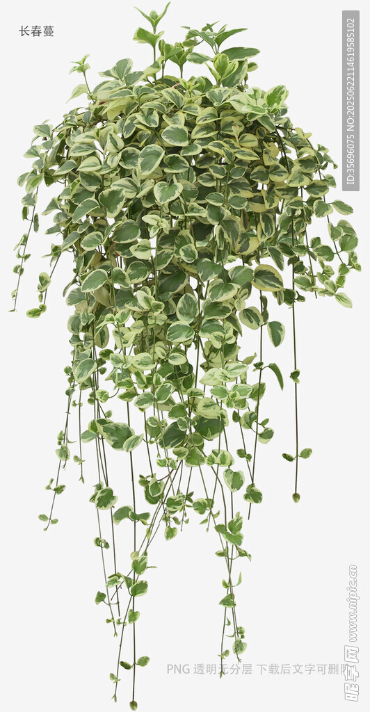 植物