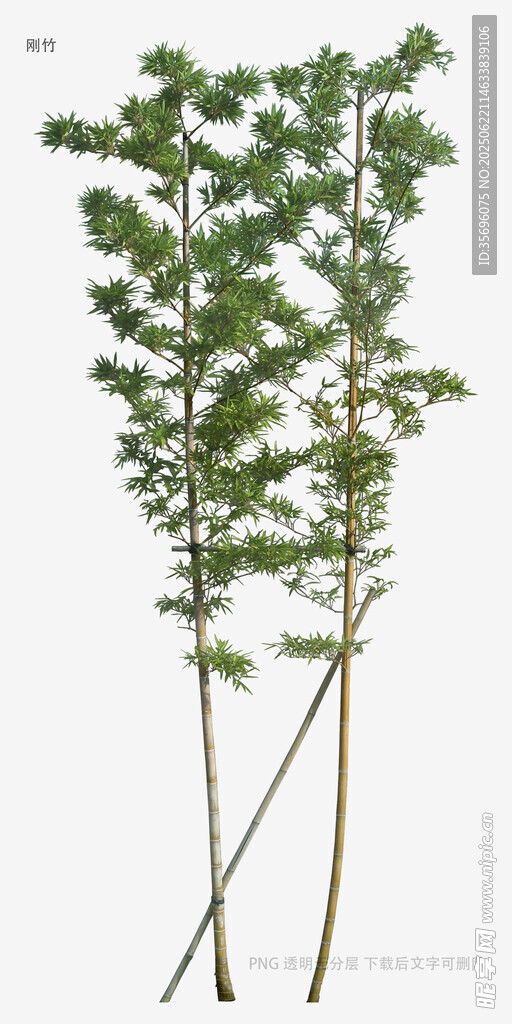 三株挺拔绿植