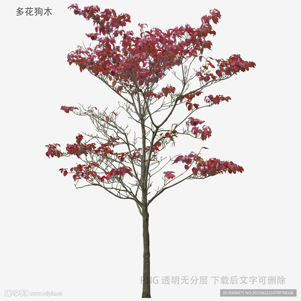 单株红叶树特写