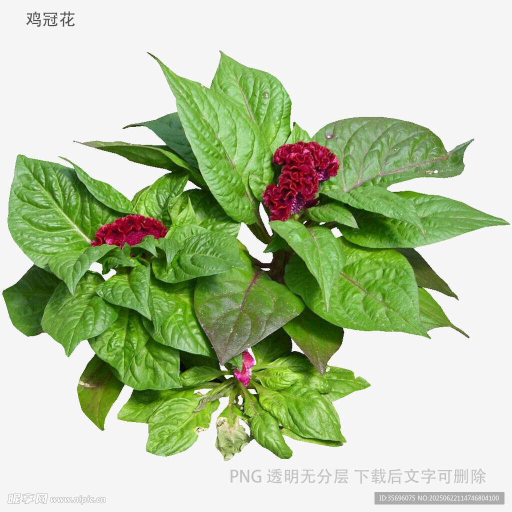 绿叶红苞的娇艳栌兰
