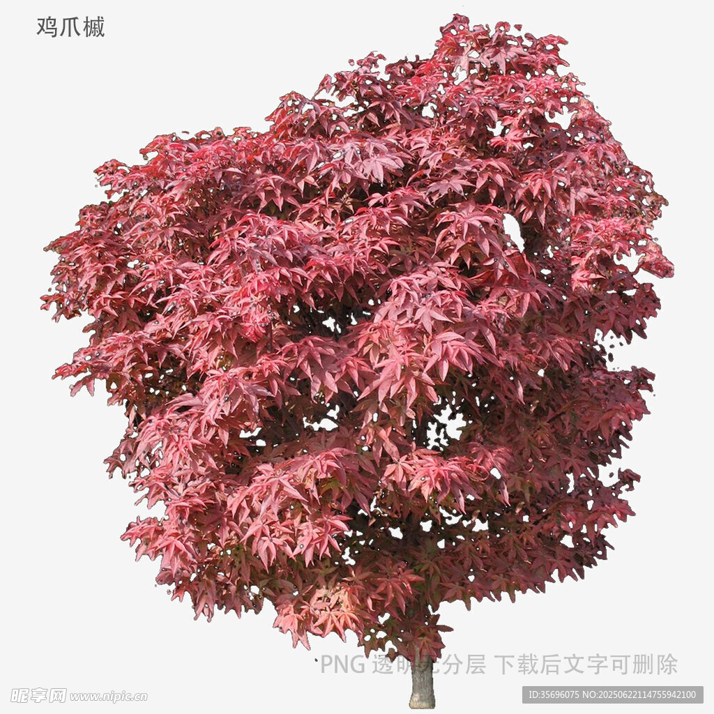 艳丽红枫树