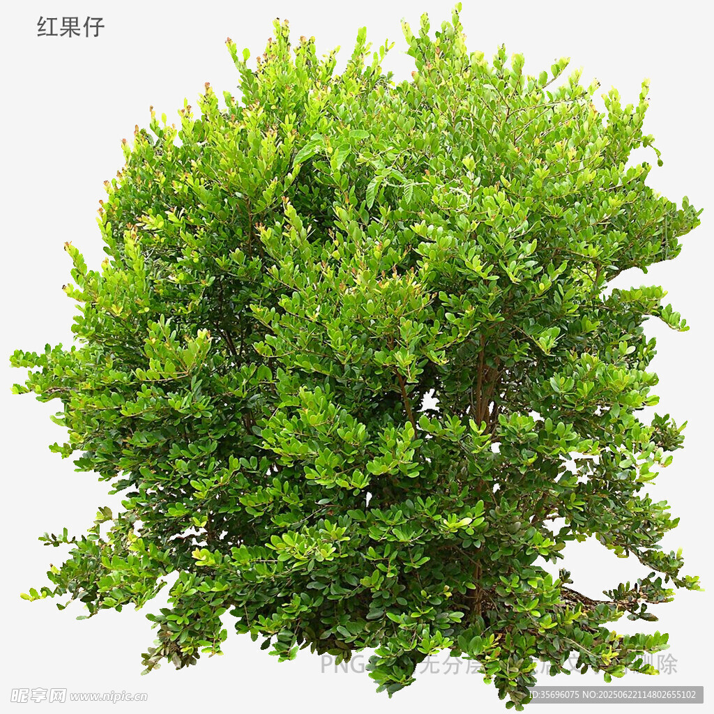 翠绿繁茂的灌木植物