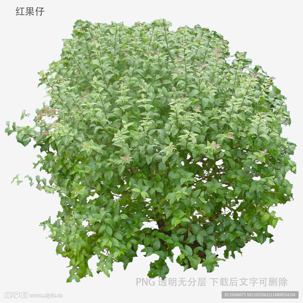植物