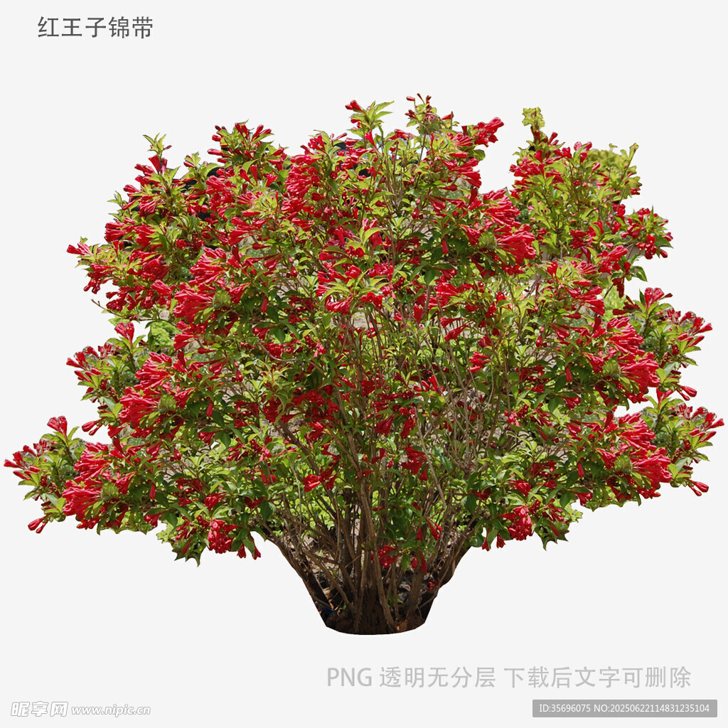 红果绿植盆栽