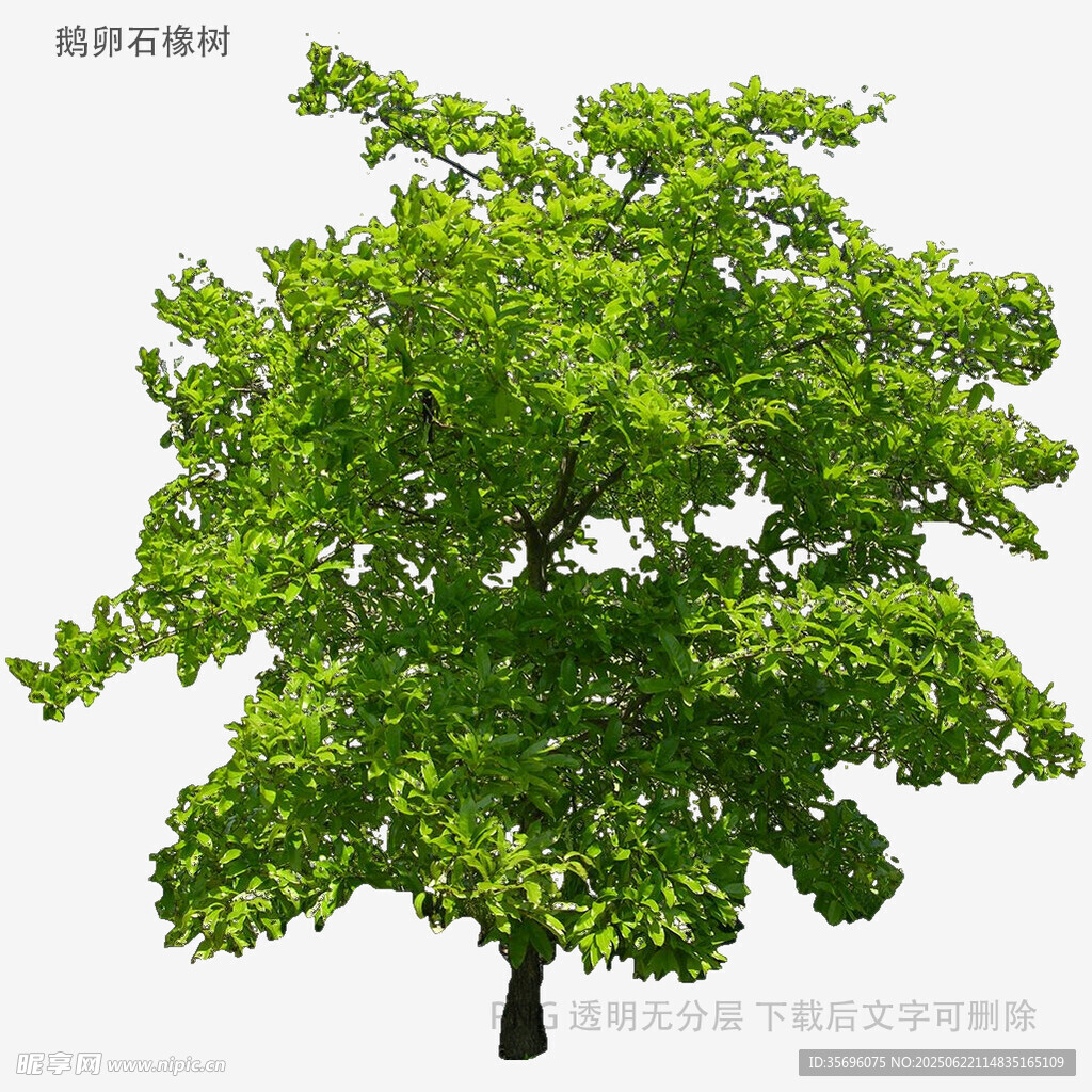 植物
