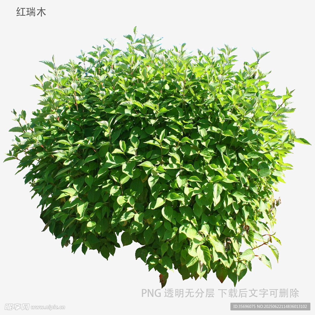 绿叶繁茂的球形绿植