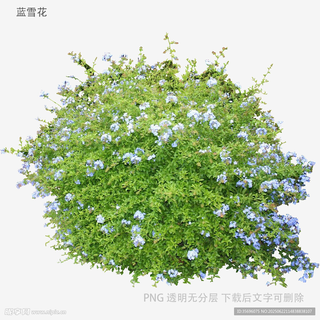 蓝花繁茂的绿植景观