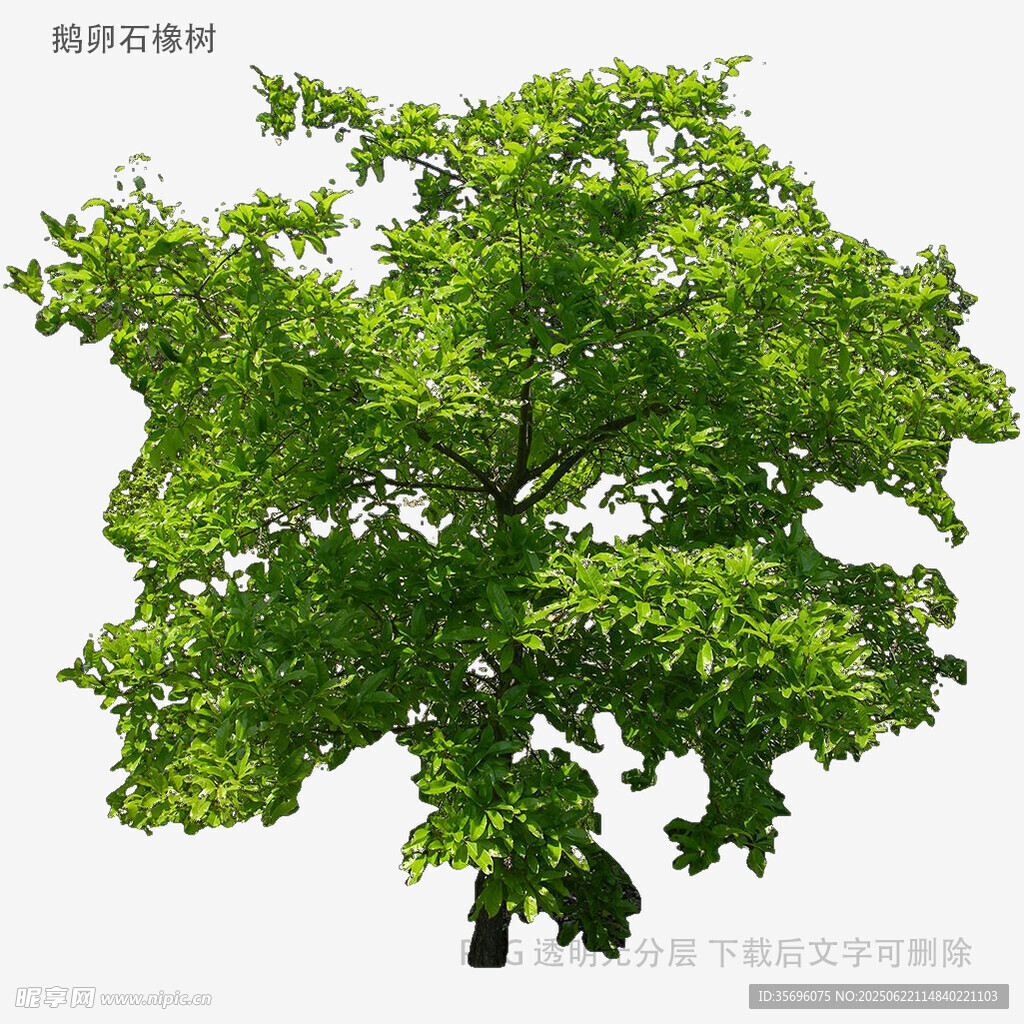 植物