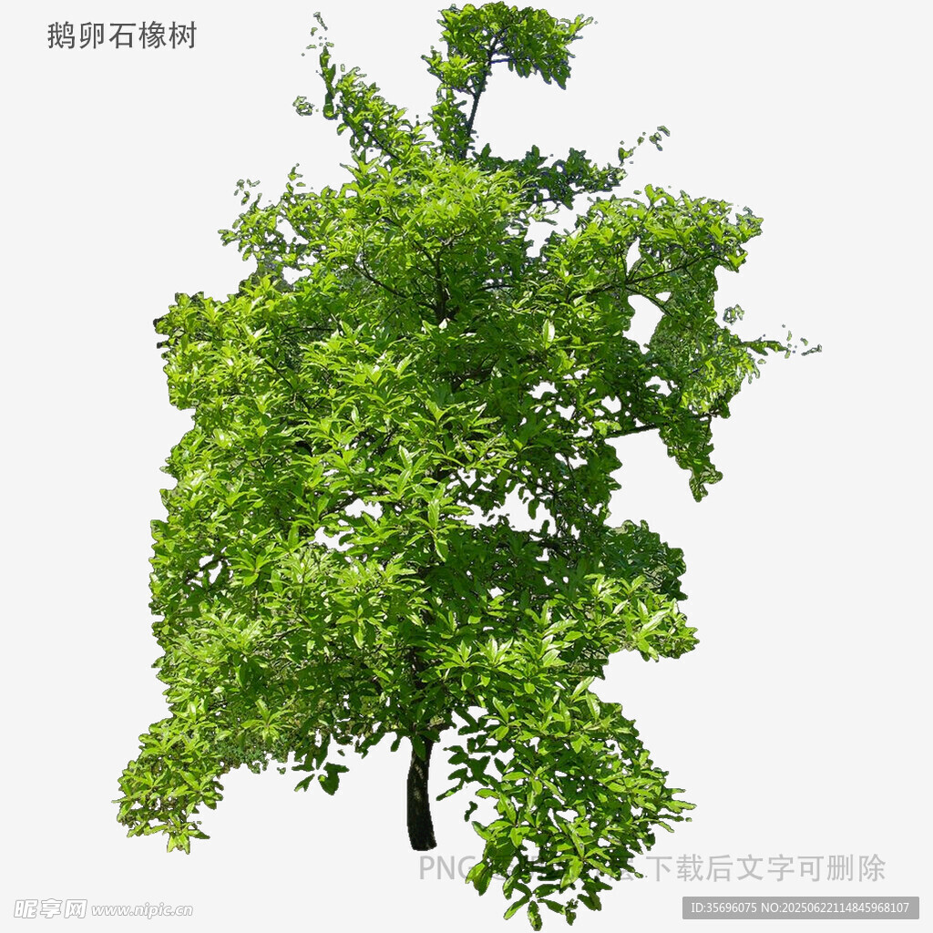 绿叶繁茂的单棵树木