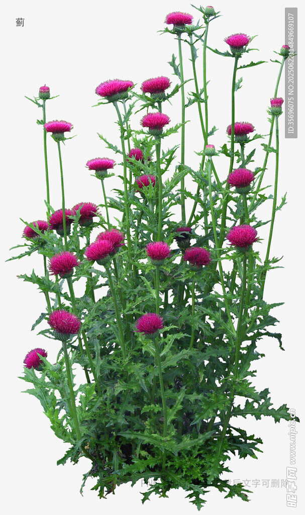 艳丽紫花植物特写