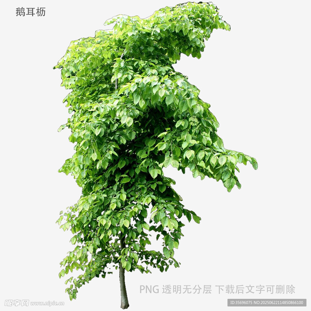 翠绿弯曲树木特写