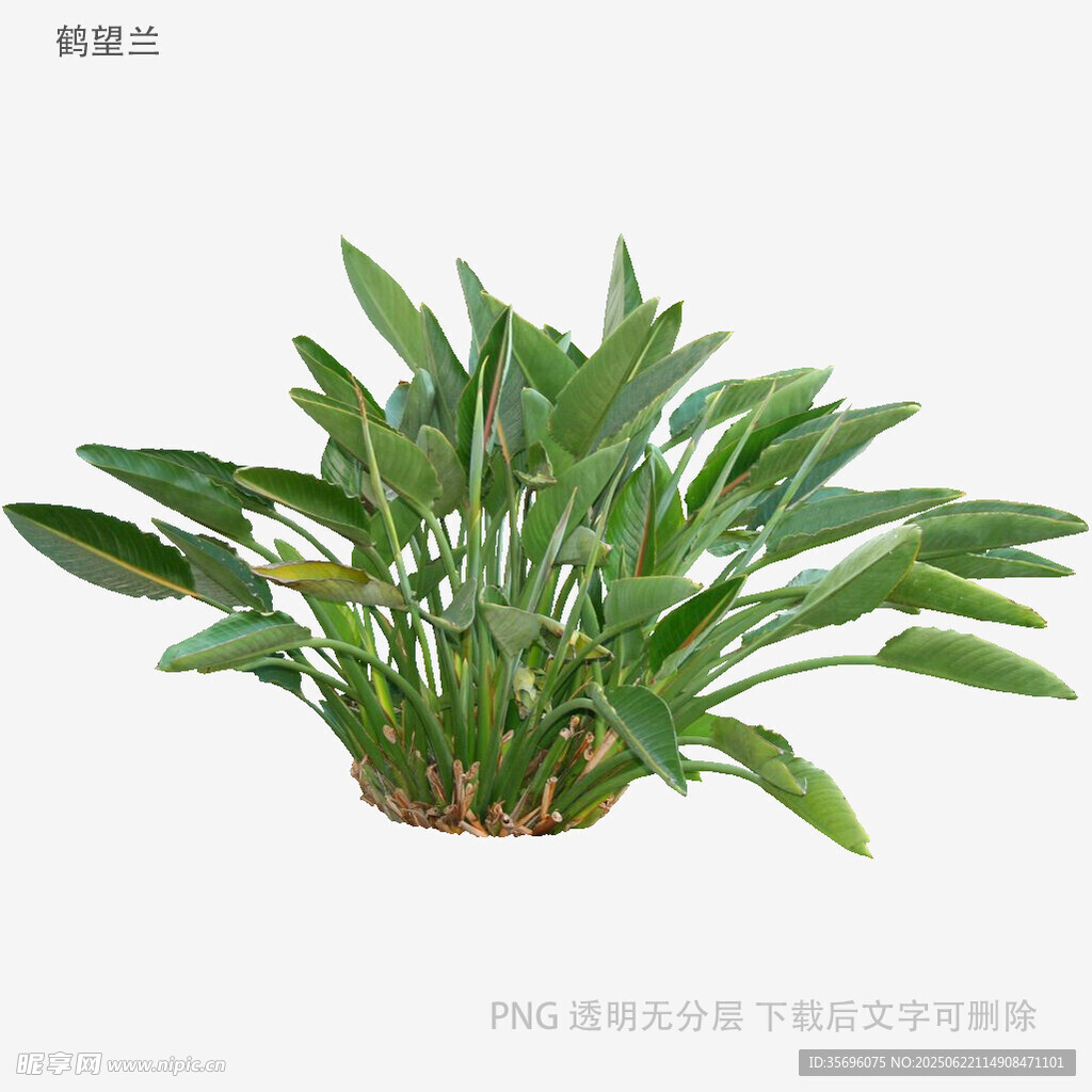 翠绿茂盛的盆栽植物