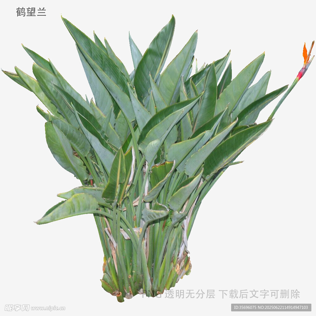 翠绿盆栽鹤望兰