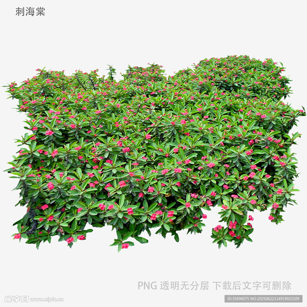 绿叶粉花繁茂植物景观