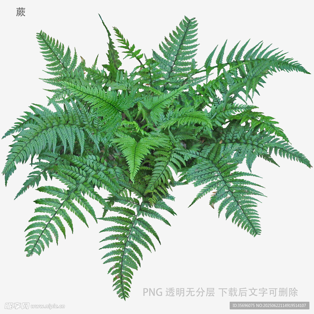 植物