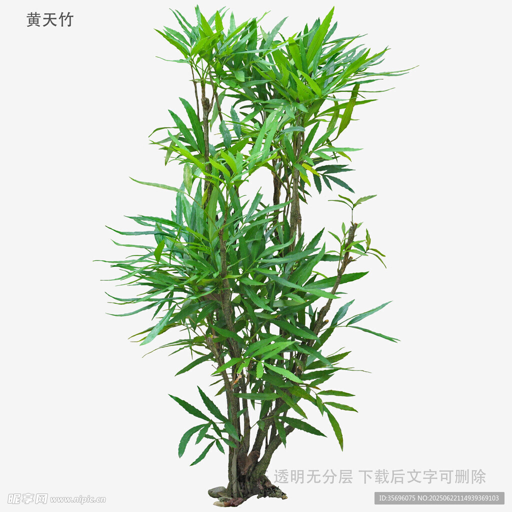 翠绿竹子盆栽植物展示