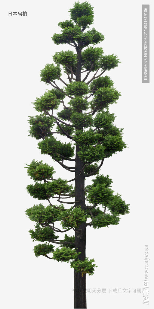 高大挺拔的绿色松树