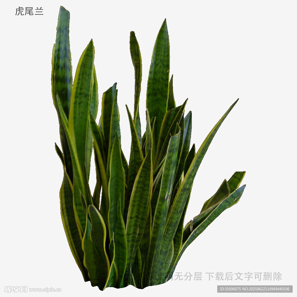虎皮兰绿植特写
