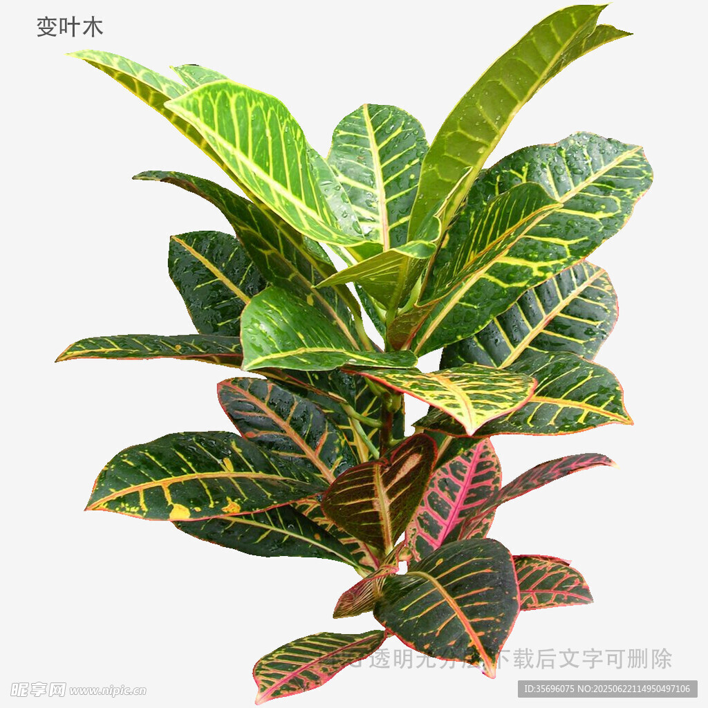多彩斑纹变叶木植物