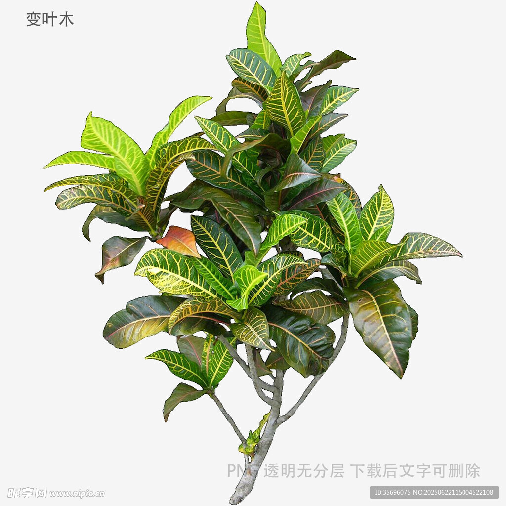 多彩叶片的绿植盆栽