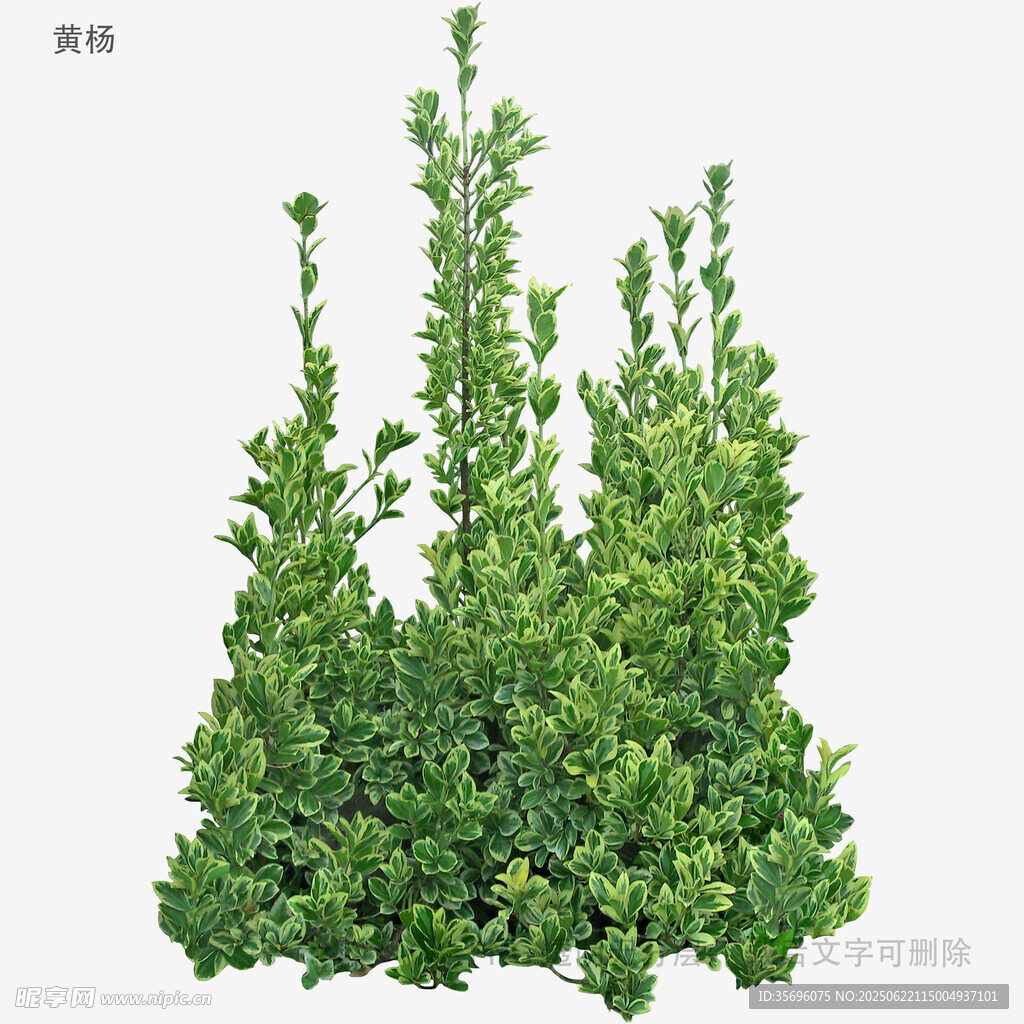 翠绿丛生植物景观