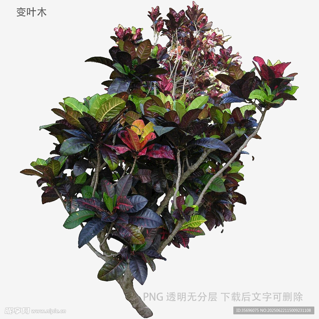 多彩花卉盆栽植物特写