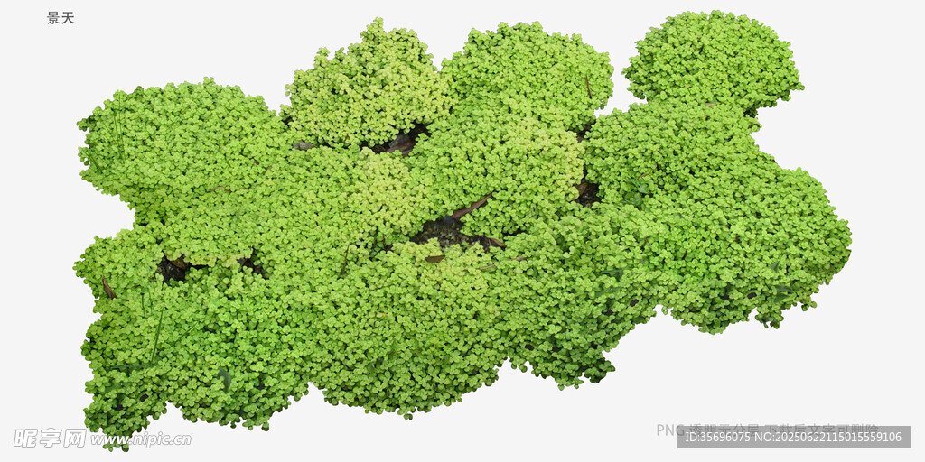 翠绿丛生苔藓植物景观