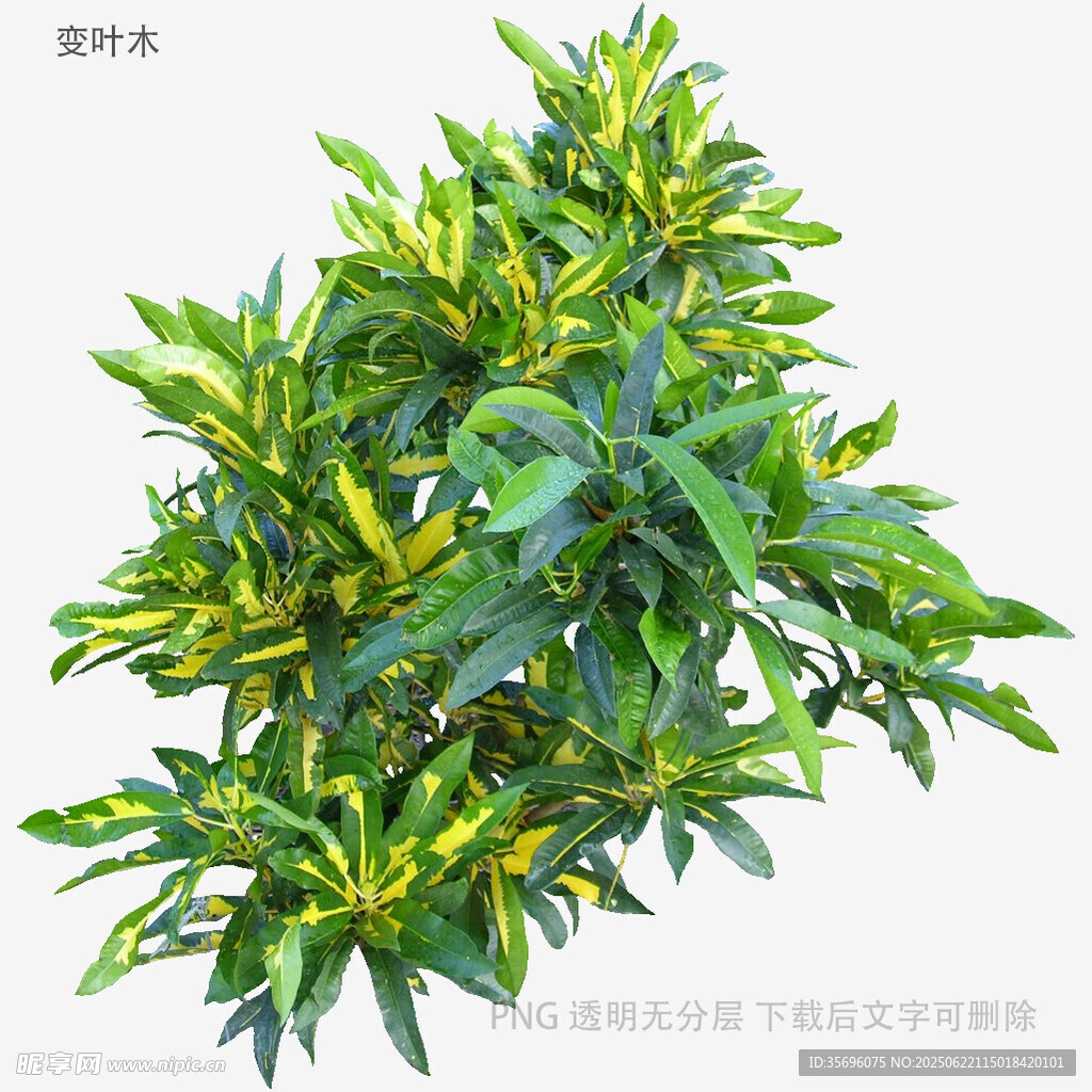 黄绿相间观叶植物