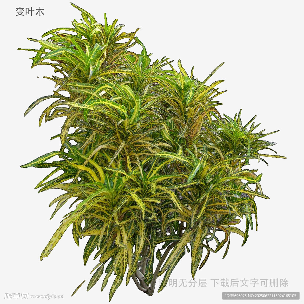 翠绿繁茂的观赏植物