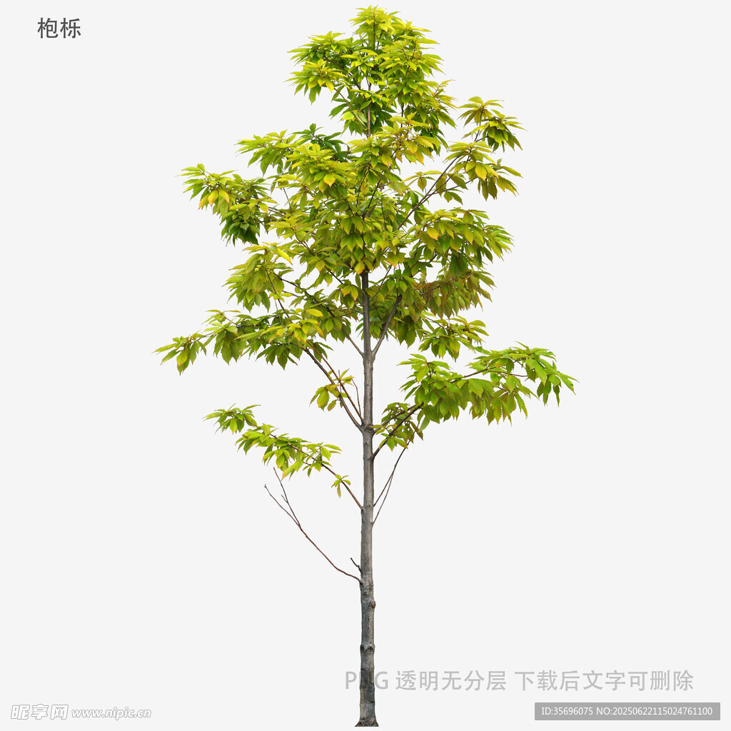 单棵绿树特写