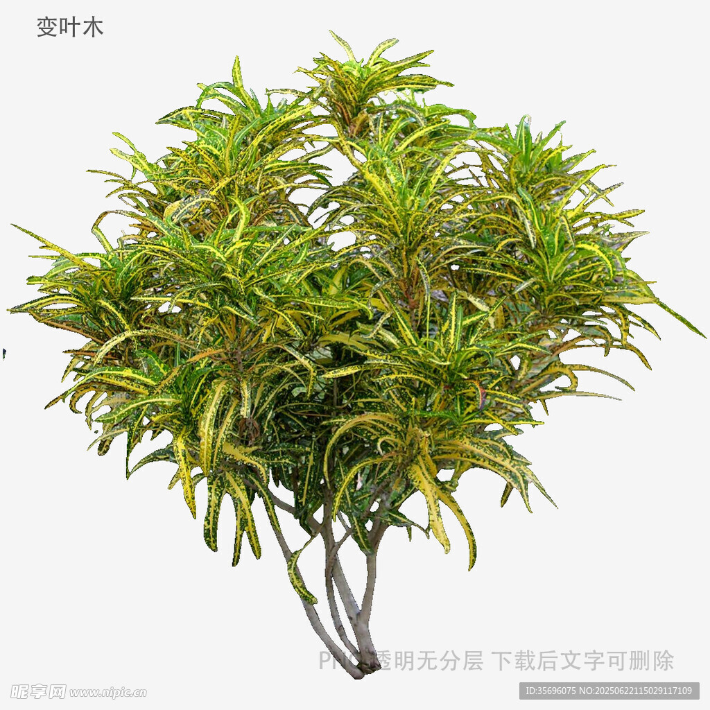 翠绿灌木植物3D模型