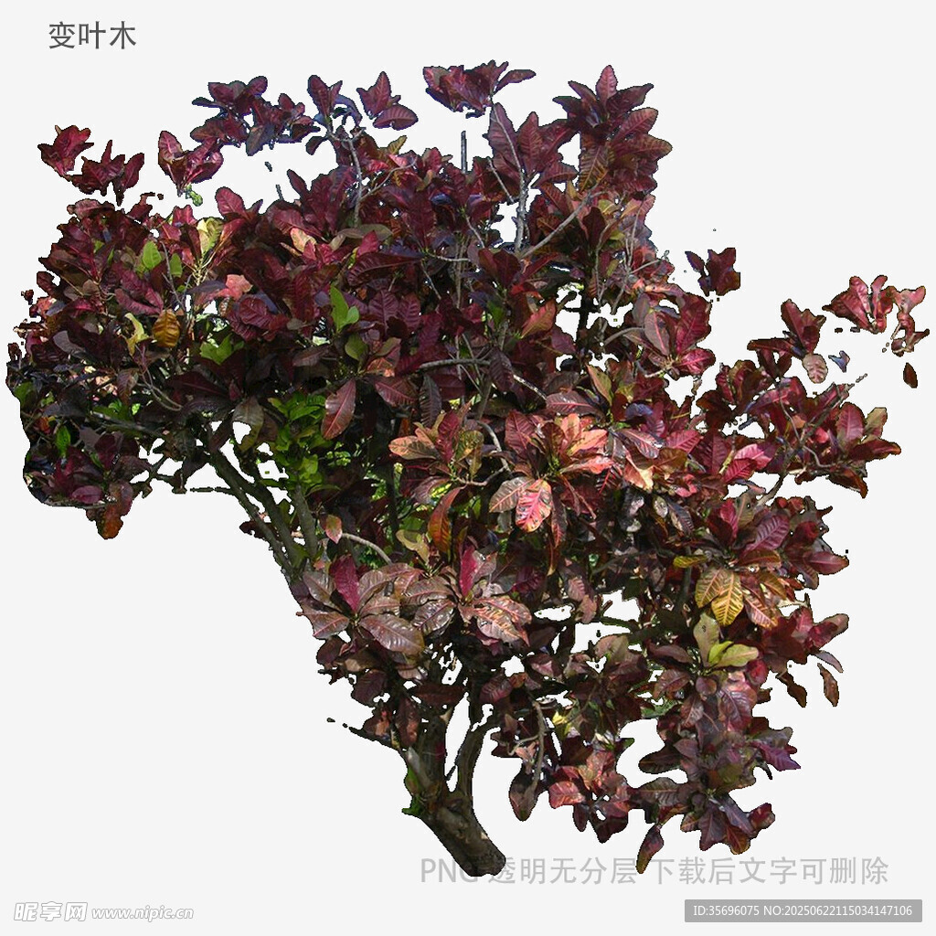多彩斑斓的观赏植物