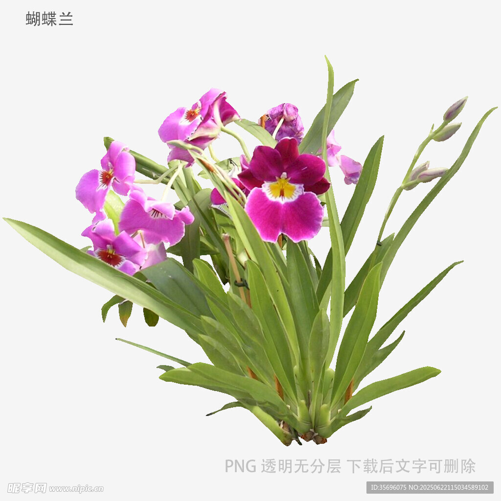 美丽紫花兰草盆栽