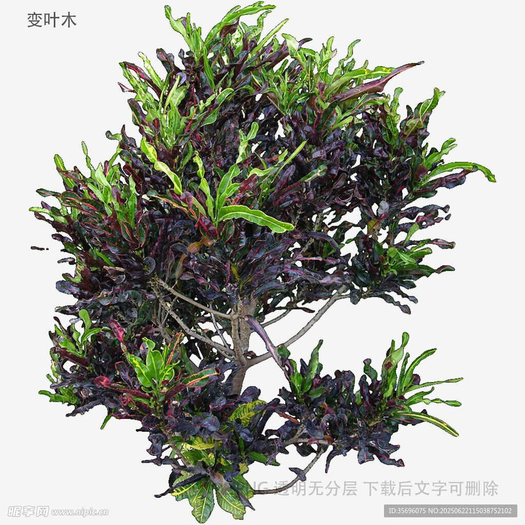 多彩造型盆栽植物