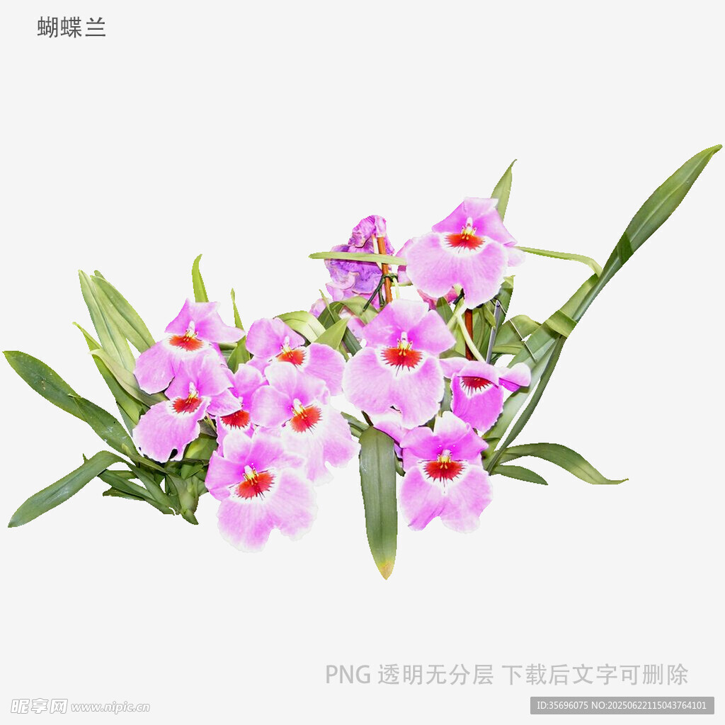 粉色娇俏兰花绽放