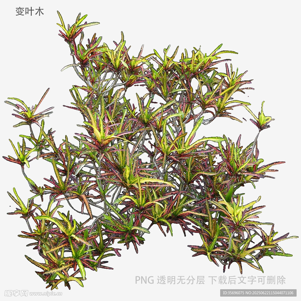 翠绿带紫的植物枝叶特写