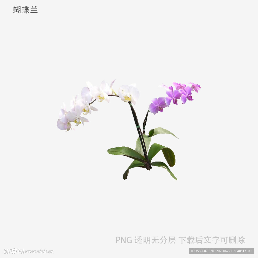 优雅双株兰花绽放