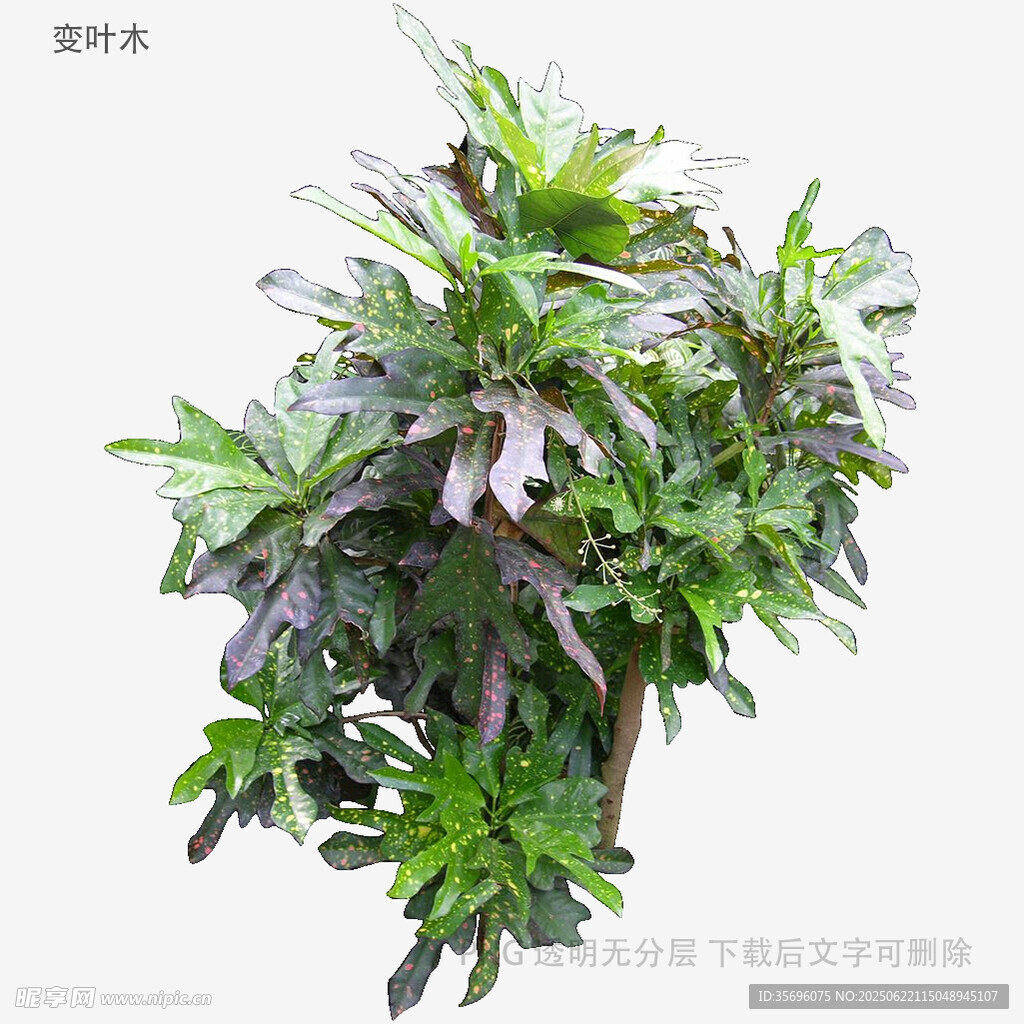 绿叶繁茂的绿植盆栽