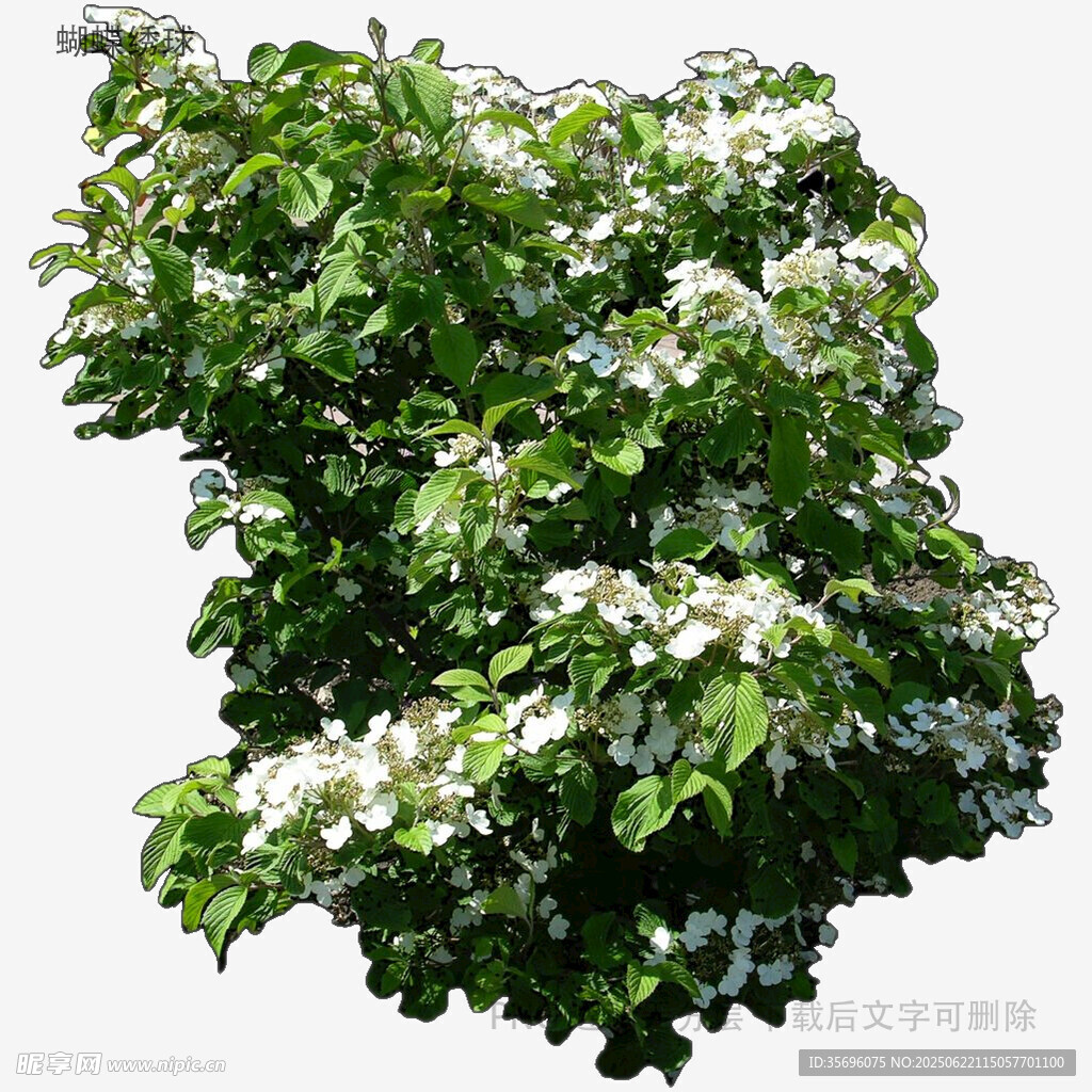 盛开白花的繁茂绿植