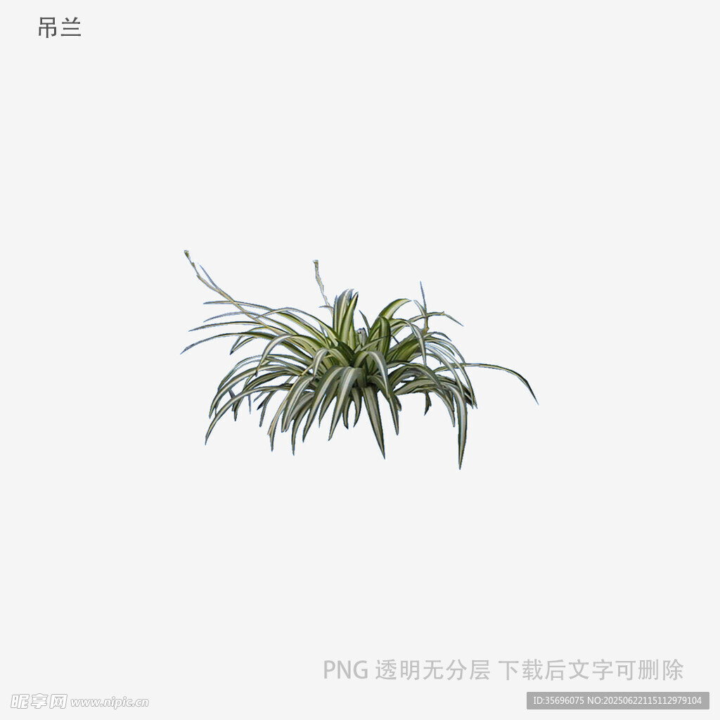 植物