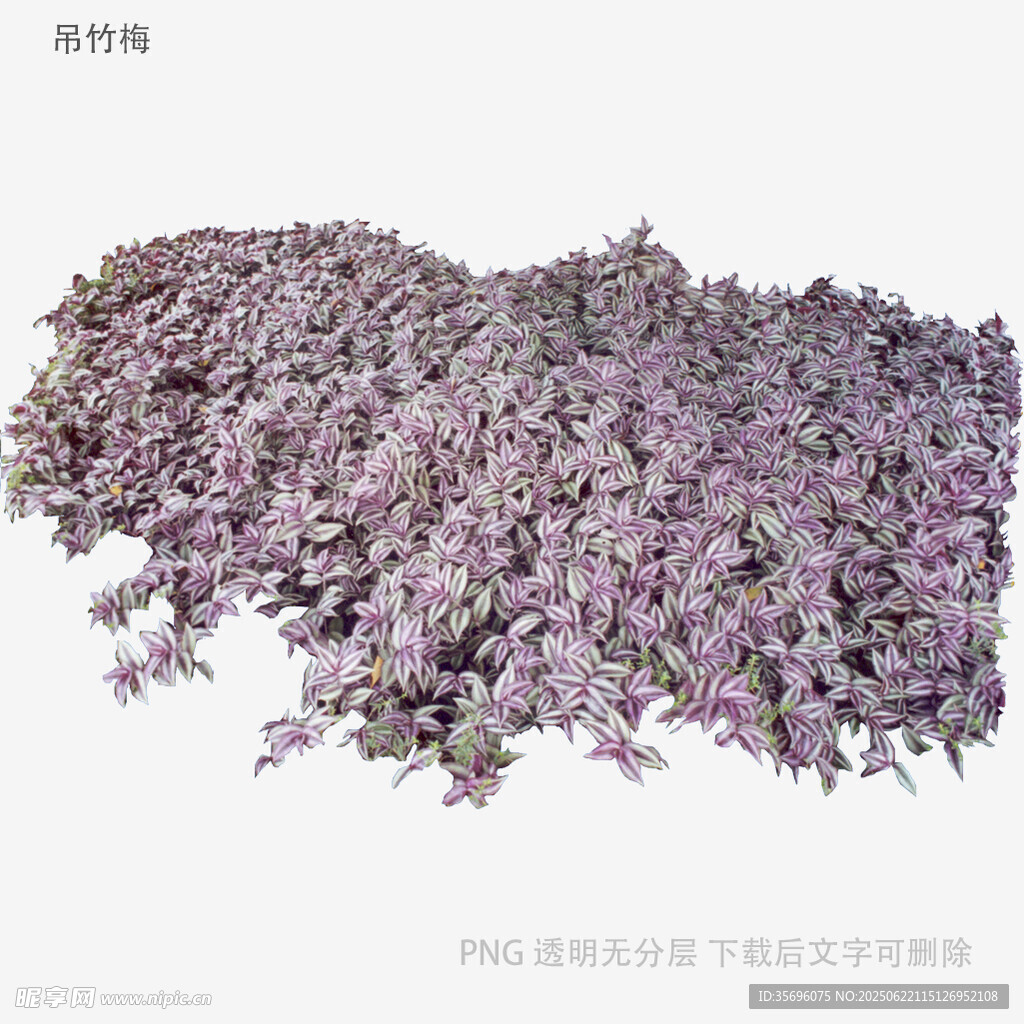 植物