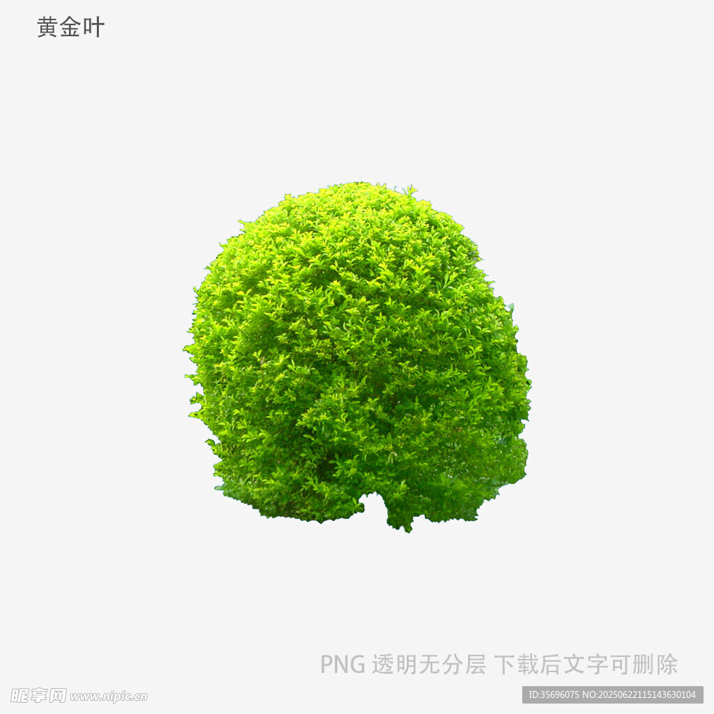 绿色球形绿植